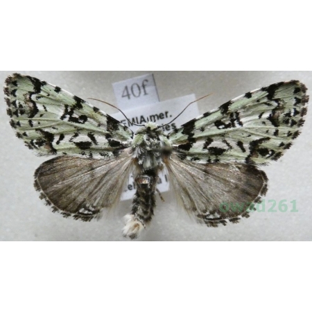 Moma alpium (Osbeck, 1778) Pyszałek orion Czech40f